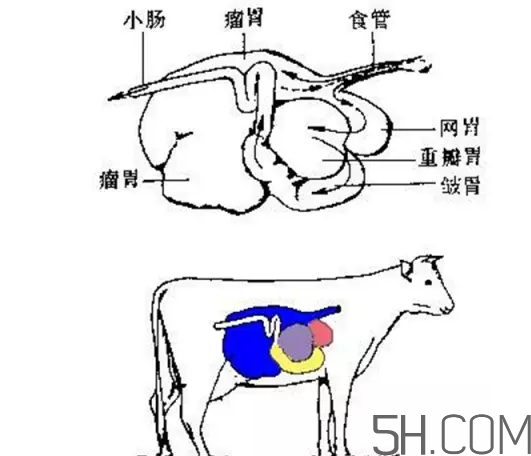 牛百葉和毛肚是一個東西嗎？牛百葉上面有層黑皮能吃嗎？