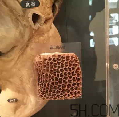 牛百葉和毛肚是一個東西嗎？牛百葉上面有層黑皮能吃嗎？