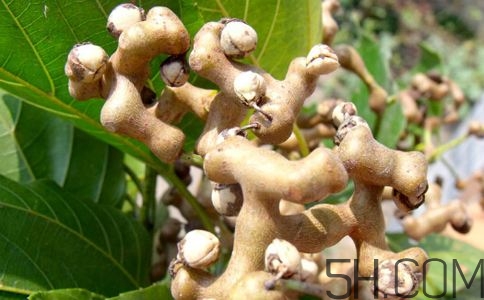 拐棗能夠治療風(fēng)濕嗎？拐棗的藥用價(jià)值有哪些？