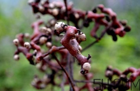血藤跟拐棗可以一起泡酒嗎？拐棗可以和什么搭配泡酒？