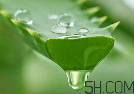 蘆薈泡酒可以喝嗎？蘆薈泡酒治什么病？