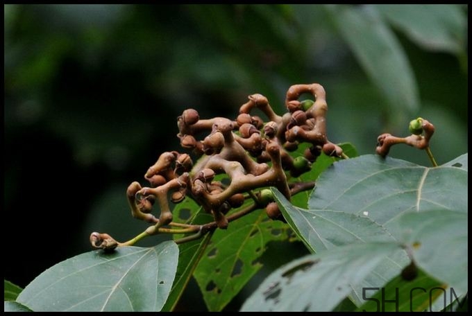 拐棗能夠治療風(fēng)濕嗎？拐棗的藥用價(jià)值有哪些？