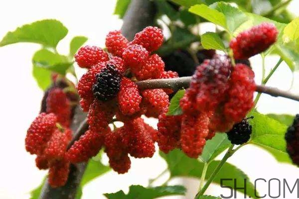 血藤跟拐棗可以一起泡酒嗎？拐棗可以和什么搭配泡酒？