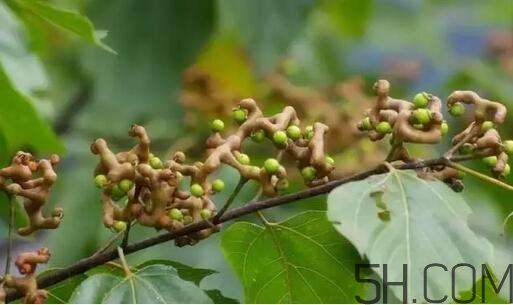 拐棗可以和枸杞一起泡酒嗎？拐棗和枸杞泡酒怎么做？