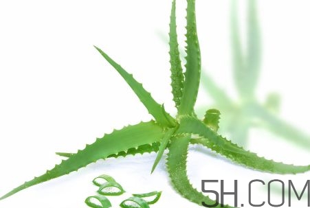 蘆薈泡酒可以喝嗎？蘆薈泡酒治什么病？