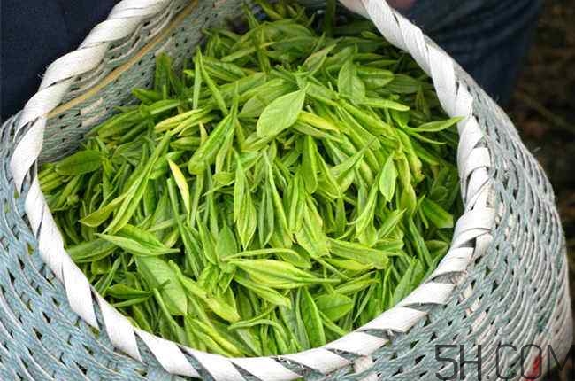 茶葉發(fā)霉是什么樣子？茶葉發(fā)霉怎么鑒別？