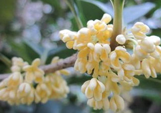 桂花可以放冰箱嗎？新鮮桂花可以放冰箱嗎？