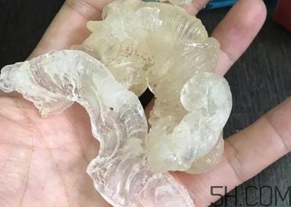 雪燕是燕窩嗎？雪燕是怎么形成的