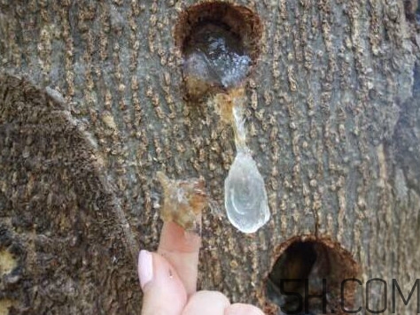 雪燕是什么樹種植的？雪燕是涼性還是熱性