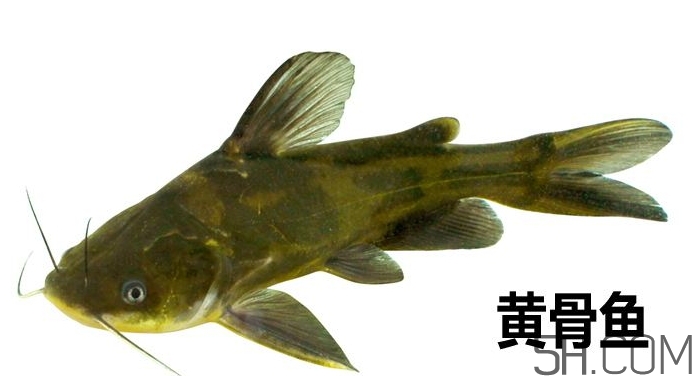 黃骨魚(yú)是發(fā)物嗎？黃骨魚(yú)是什么魚(yú)？