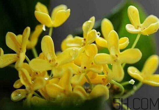 桂花可以放冰箱嗎？新鮮桂花可以放冰箱嗎？