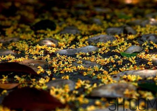 桂花可以放冰箱嗎？新鮮桂花可以放冰箱嗎？