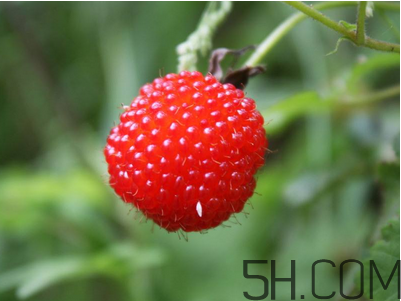 覆盆子的作用有哪些？覆盆子和桑葚哪個好吃？