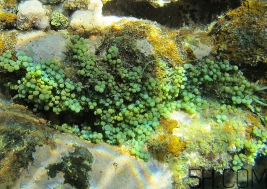 海葡萄多少錢一斤？海葡萄是什么味道