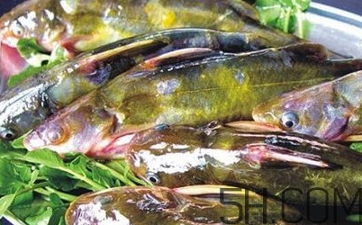 黃骨魚(yú)是發(fā)物嗎？黃骨魚(yú)是什么魚(yú)？