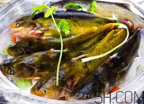 黃骨魚(yú)是發(fā)物嗎？黃骨魚(yú)是什么魚(yú)？