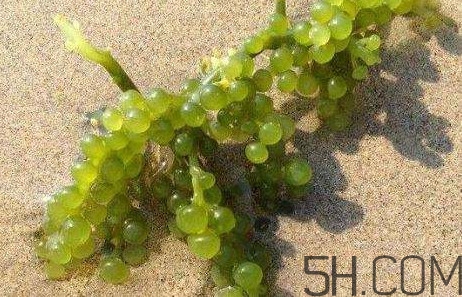 海葡萄有什么功效？海葡萄人工養(yǎng)殖條件