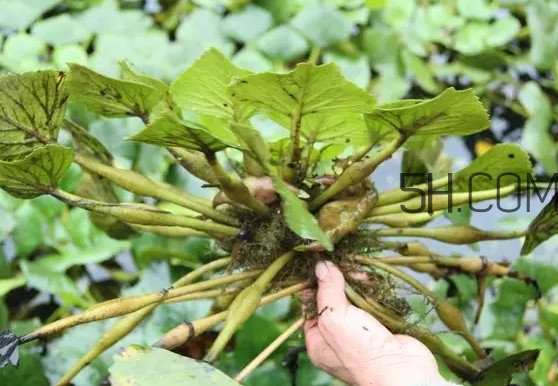 菱角好吃嗎？菱角長在什么地方