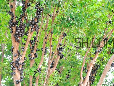 嘉寶果怎么吃？嘉寶果什么時(shí)候種植