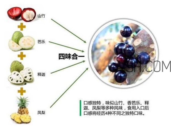 嘉寶果怎么吃？嘉寶果什么時(shí)候種植