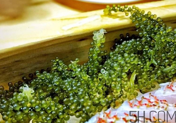 海葡萄有什么功效？海葡萄人工養(yǎng)殖條件