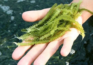 海葡萄怎么保存？海葡萄都有那些吃法