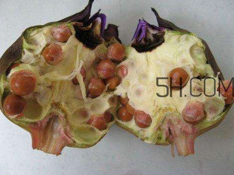 芡實(shí)有什么作用？芡實(shí)是哪里的特產(chǎn)