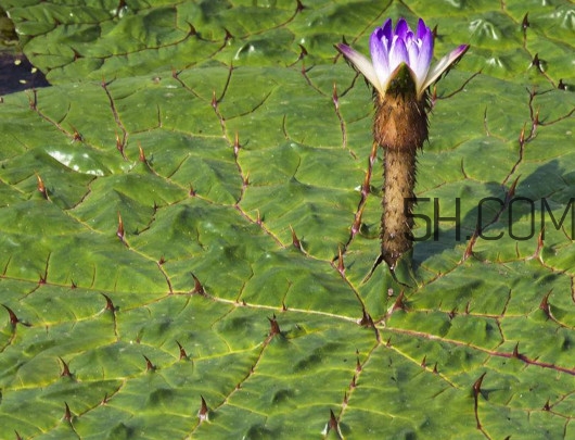 芡實(shí)是蓮子嗎？芡實(shí)是長在哪里的