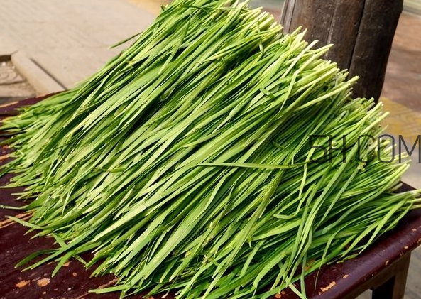 立秋后可以種韭菜嗎？怎樣種韭菜？