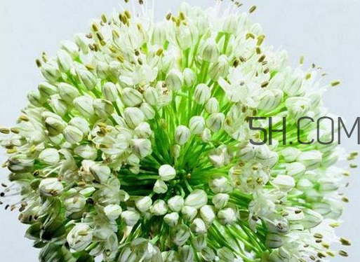 什么人不能吃韭菜花？肝火旺可以吃韭菜嗎？