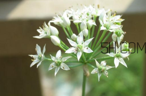 什么人不能吃韭菜花？肝火旺可以吃韭菜嗎？