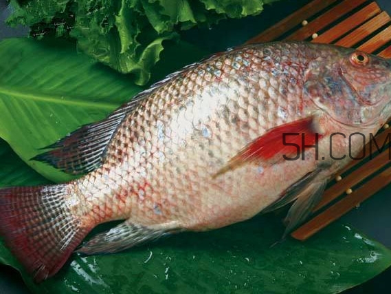 鯛魚刺身有寄生蟲嗎？鯛魚是羅非魚嗎