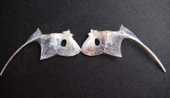鯛魚多少錢一斤？鯛魚魚骨有什么營養(yǎng)價值
