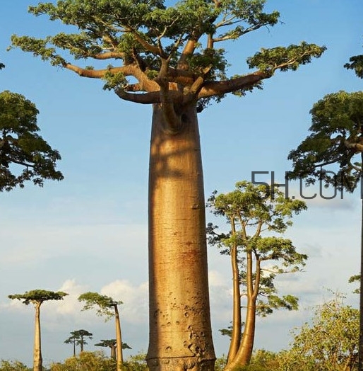 猴面包樹和面包樹是同一種植物嗎？猴面包樹能在北方種植嗎