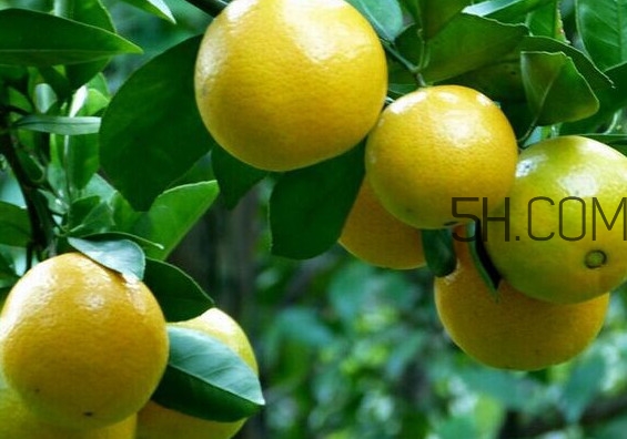 皇帝柑是哪里的特產(chǎn)？皇帝柑是熱性還是涼性？