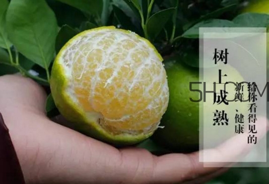 皇帝柑是橘子嗎？皇帝柑怎么保存