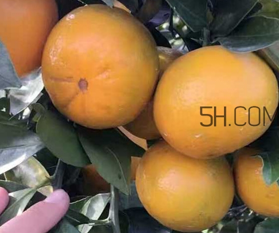 種皇帝柑1棵成本多少？皇帝柑怎么種植