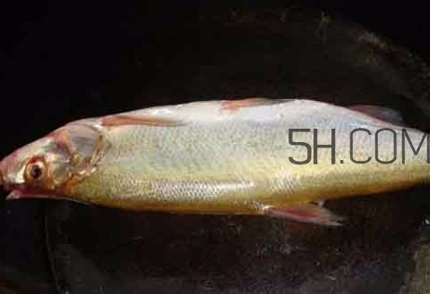 刁子魚是什么魚？刁子魚是翹嘴鲌嗎