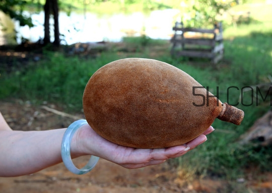 猴面包樹和面包樹是同一種植物嗎？猴面包樹能在北方種植嗎