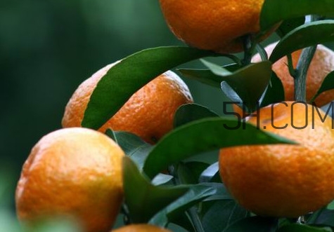 皇帝柑是哪里的特產(chǎn)？皇帝柑是熱性還是涼性？