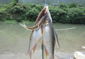 刁子魚怎么挑選？刁子魚怎么做好吃