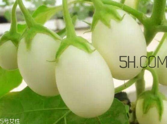 蛋樹可以種植嗎？蛋樹苗哪里可以買到