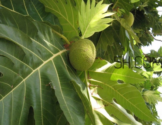 猴面包樹和面包樹是同一種植物嗎？猴面包樹能在北方種植嗎