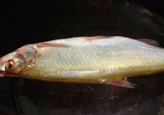 刁子魚是什么魚？刁子魚是翹嘴鲌嗎