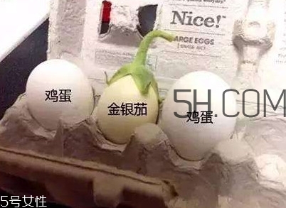 蛋樹可以種植嗎？蛋樹苗哪里可以買到