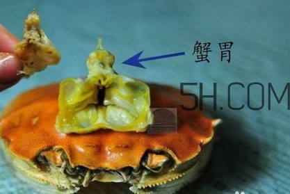 螃蟹的屎在哪里？螃蟹的屎和蟹黃怎么分辨？