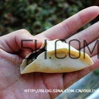 餃子和面用熱水還是冷水？餃子和面要醒多長時間？