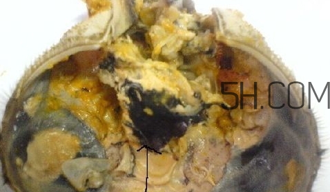螃蟹的屎在哪里？螃蟹的屎和蟹黃怎么分辨？