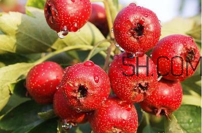 臨產(chǎn)前可以吃山楂嗎？臨產(chǎn)前吃什么有助于順產(chǎn)？