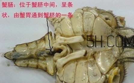 螃蟹的屎在哪里？螃蟹的屎和蟹黃怎么分辨？